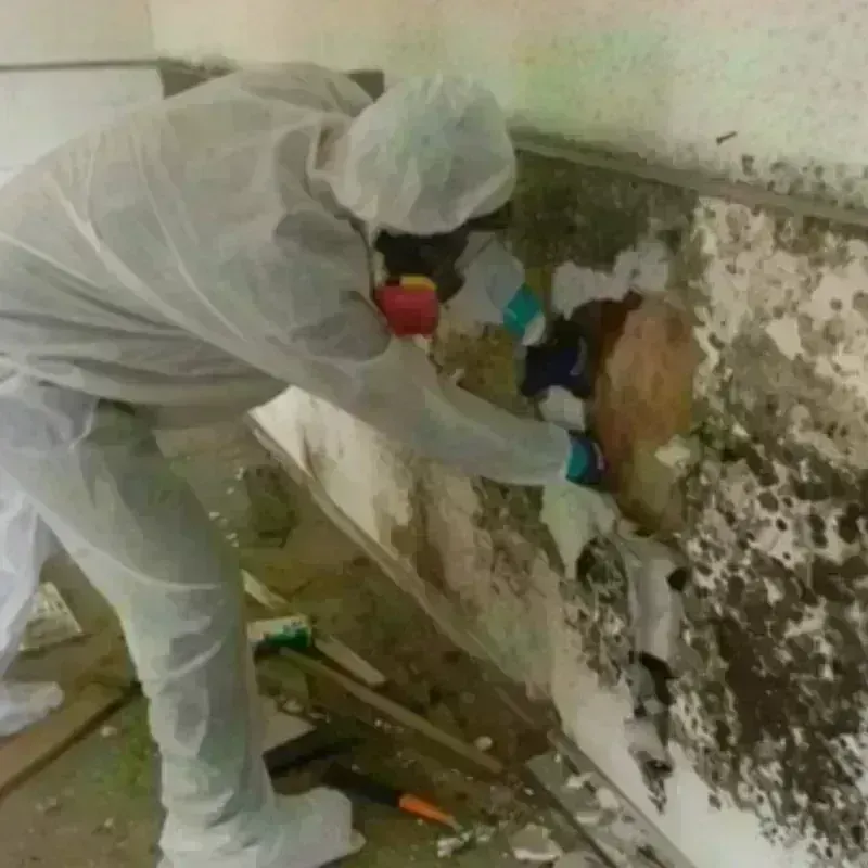 Mold Remediation and Removal in Collier County, FL